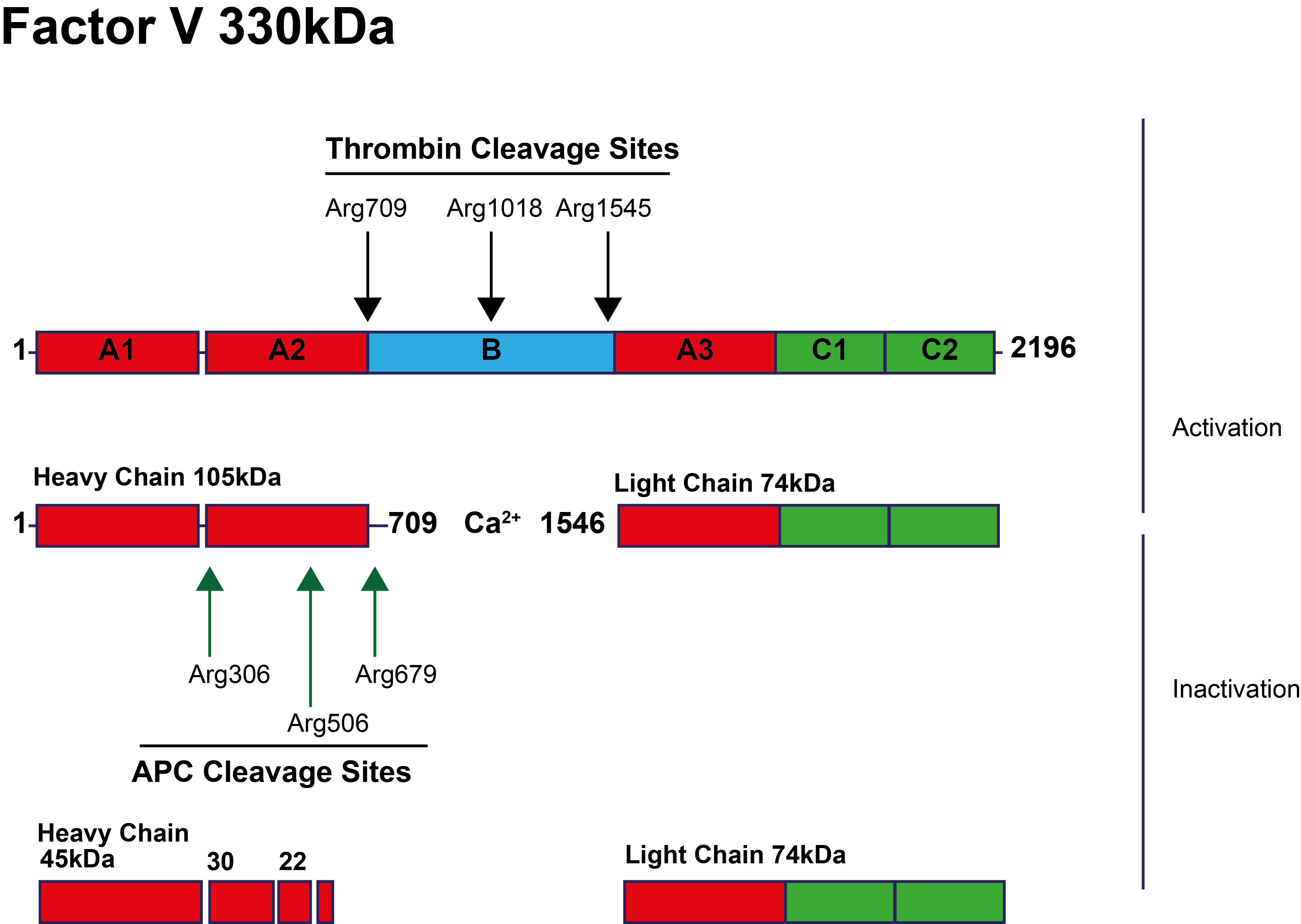 FVa Cleavage sites